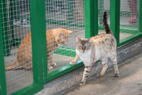 The individual cattery chalet units.