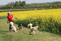 One of our two secure off-lead dog exercise areas.