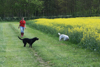 Hayley walking dogs in the secure off-lead dog exercise area
