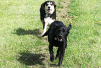 Off the lead secure exercise area.